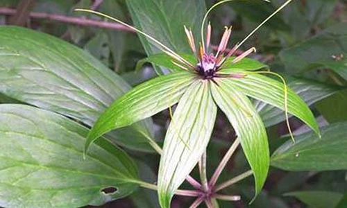 Tung tiền săn lùng cây thất diệp nhất chi hoa độc lạ