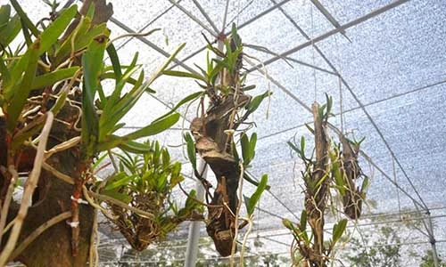 Vườn lan rừng tiền tỷ quyến rũ giữa Hà Nội