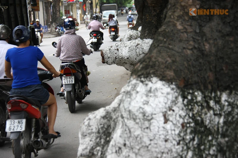 Những cây cổ thụ kỳ dị trên phố Đội Cấn, Hà Nội