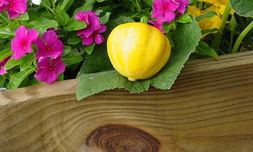 Khám phá bí đao siêu lạ hút hồn bà nội trợ