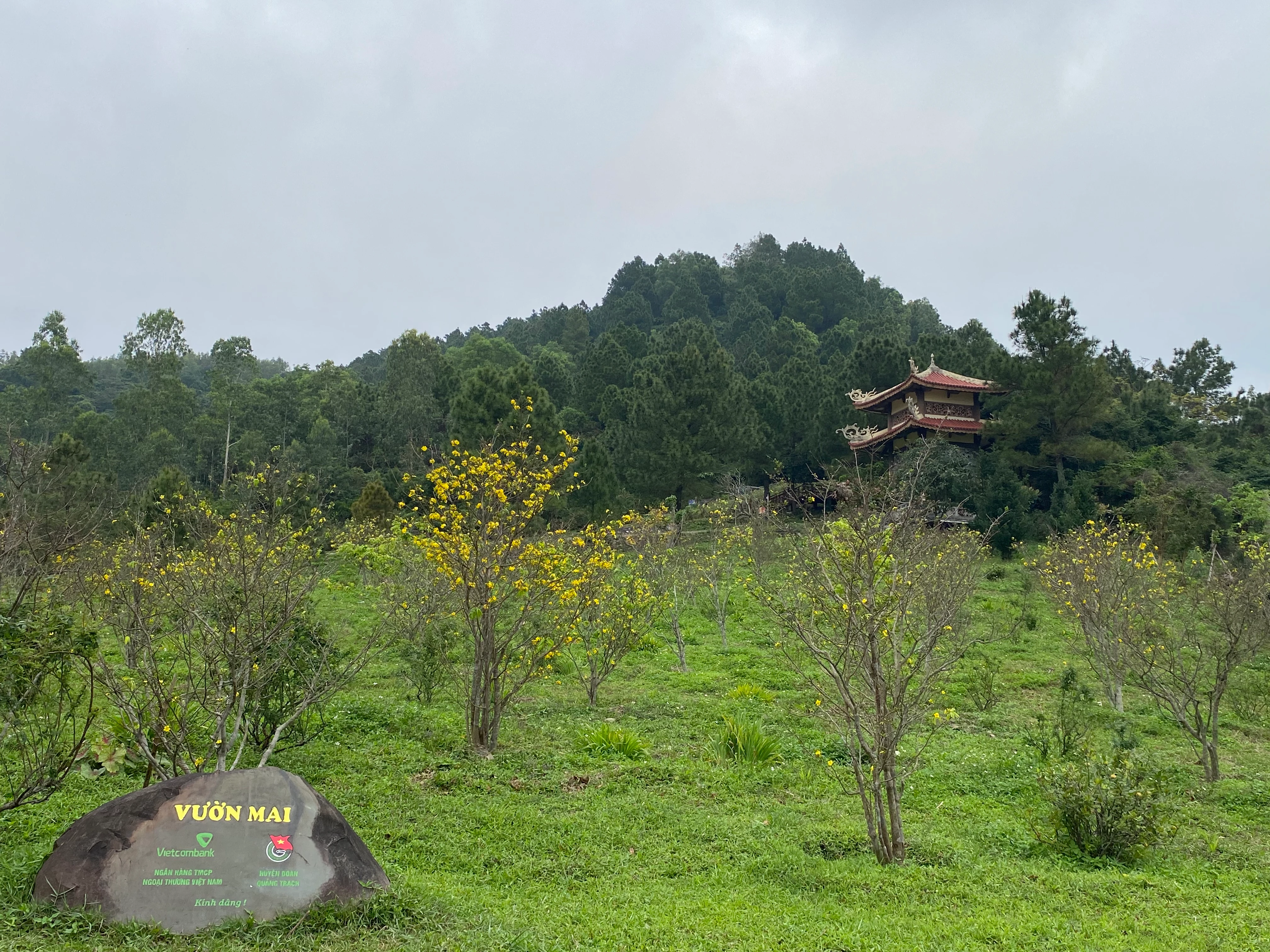 Ngắm mai vàng nở rộ bên khu mộ Đại tướng Võ Nguyên Giáp