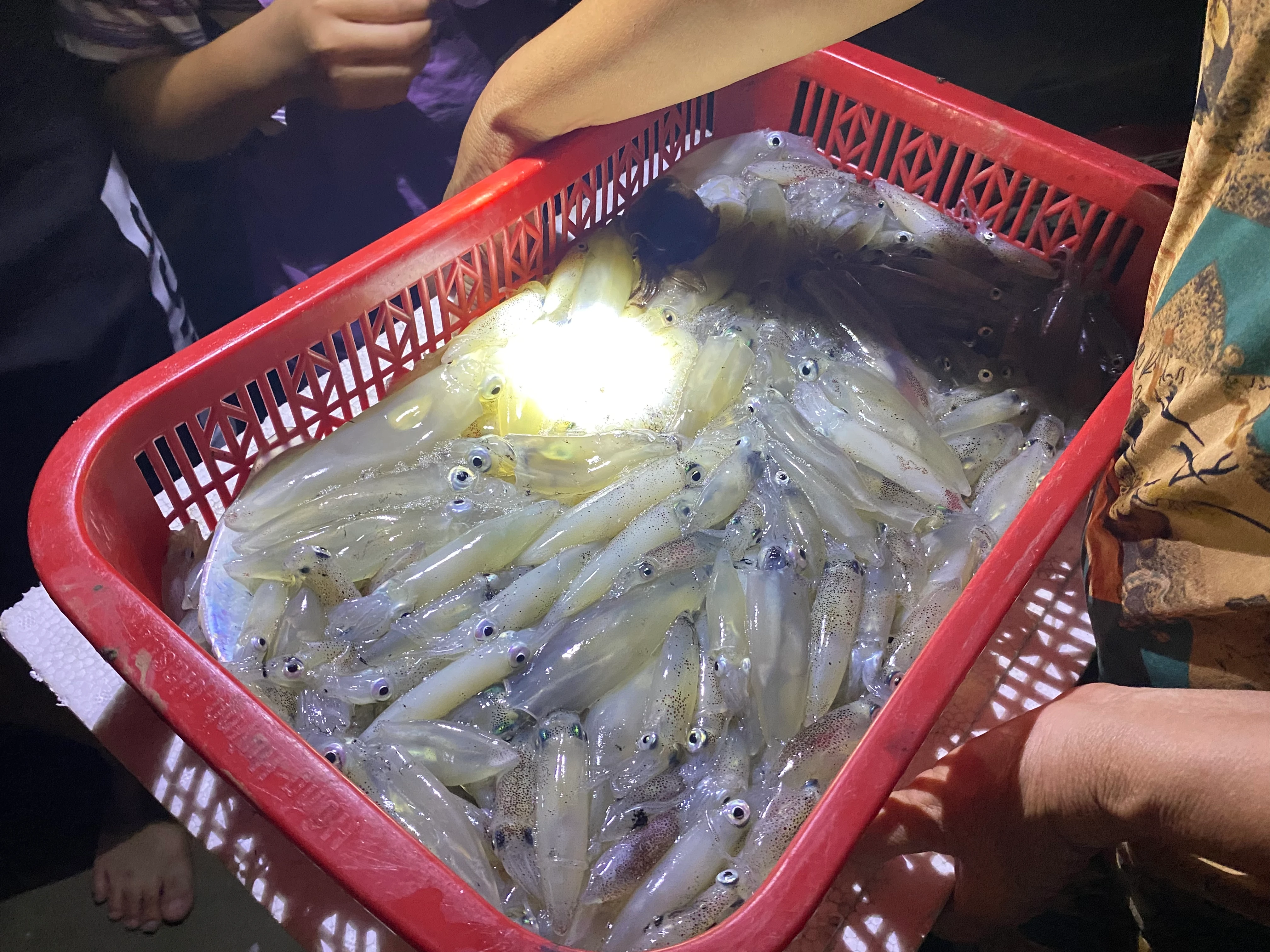 Xuyên đêm săn mực nháy cập bờ biển Kỳ Ninh