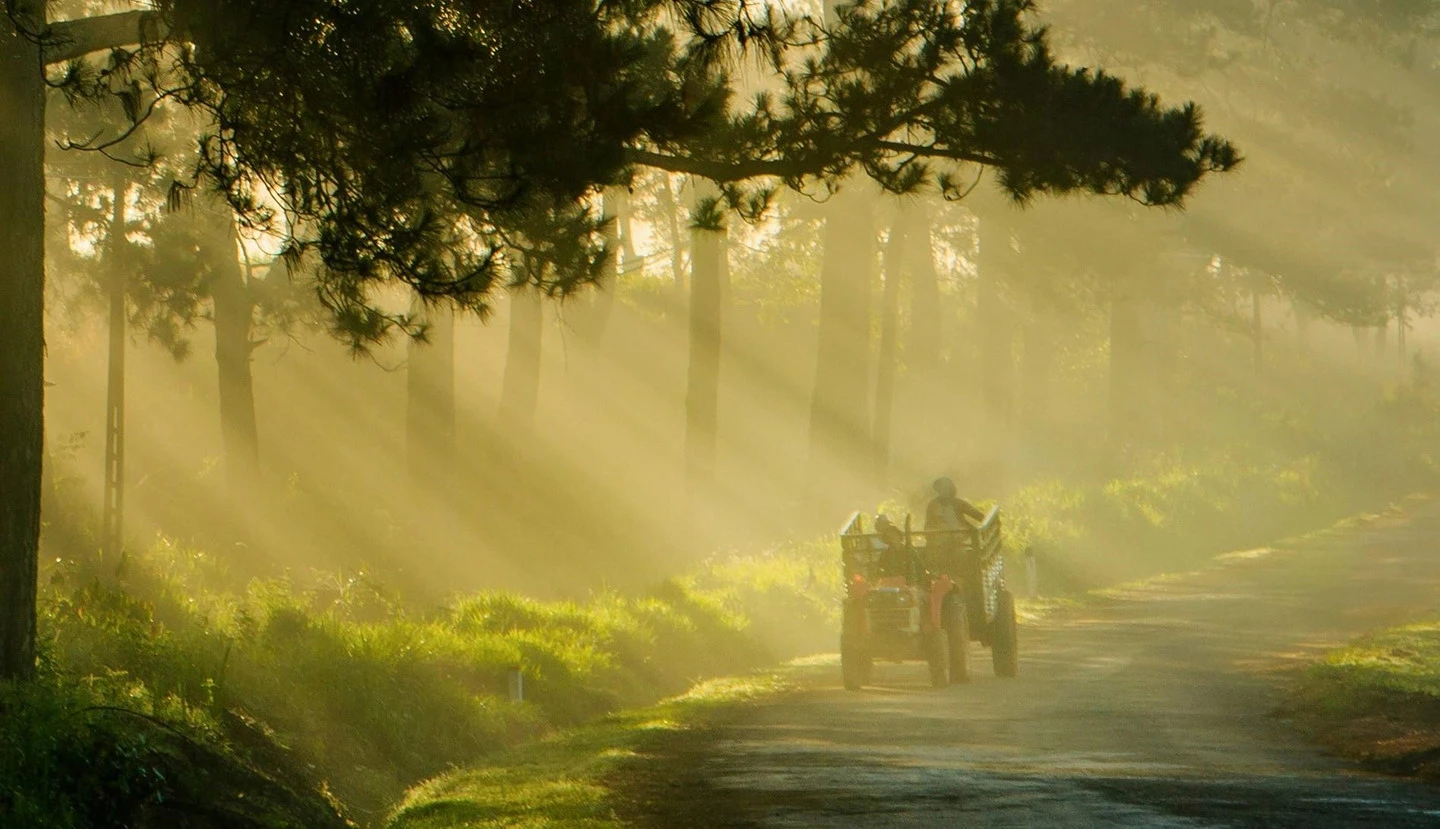 Khoảnh khắc Đà Lạt chìm trong sương đẹp tựa chốn thiên đường