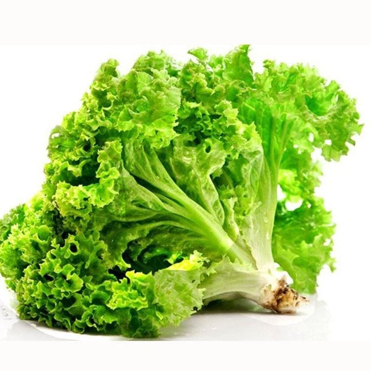 Xà lách chứa vitamin A, K, folate và lượng nước cao, giúp bổ sung dưỡng chất mà không làm tăng năng lượng nạp vào. Các chất chống oxy hóa trong xà lách hỗ trợ tiêu hóa và làm chậm lão hóa.