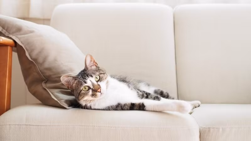 Nuôi thú cưng mang lại niềm vui và sự ấm áp cho gia đình nhưng lông chó mèo bám đầy ghế sofa lại là “nỗi ám ảnh” của không ít người. Đặc biệt với các loại sofa nỉ, lông thú dễ mắc sâu vào sợi vải gây mất thẩm mỹ và khó vệ sinh.