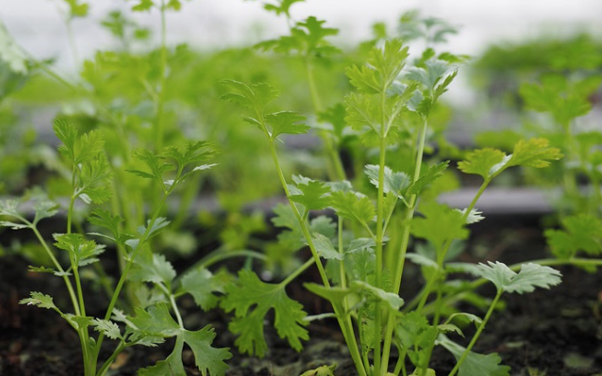 Bên cạnh ba lợi ích nổi bật trên, rau mùi còn mang lại nhiều tác dụng tích cực khác cho cơ thể. Tinh dầu từ rau mùi giúp hỗ trợ tiêu hóa, kích thích cảm giác thèm ăn và bảo vệ hệ đường ruột.