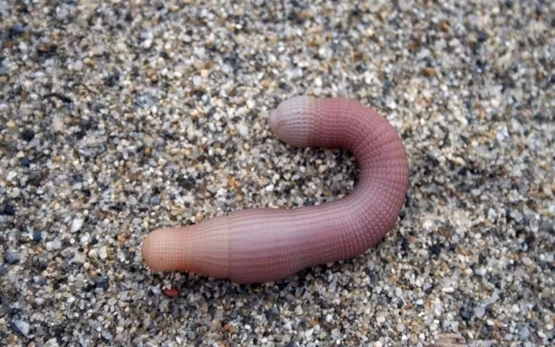 Ngày nay, sá sùng được tìm thấy nhiều nhất ở vùng biển Móng Cái và đảo Quan Lạn (huyện Vân Đồn, tỉnh Quảng Ninh) – nơi được xem là “thủ phủ” của sá sùng ngon nhất cả nước.