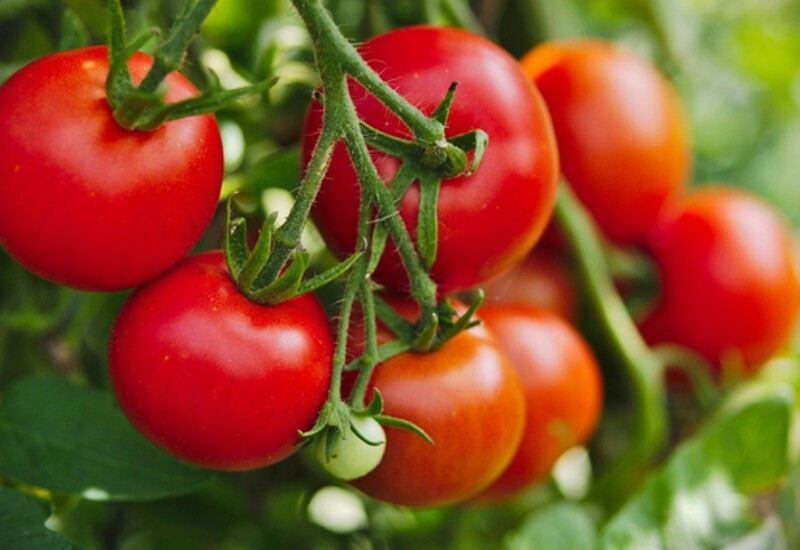 Cà chua giàu lycopene, chất chống oxy hóa mạnh giúp giảm nguy cơ ung thư, đặc biệt là ung thư tuyến tiền liệt. Bên cạnh đó, vitamin C và kali trong cà chua giúp ổn định huyết áp và tăng độ bền thành mạch.