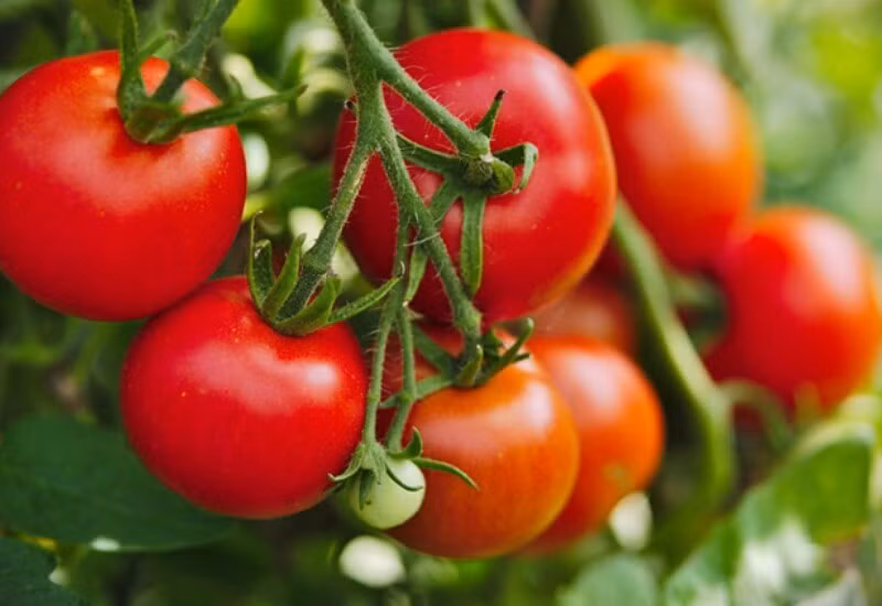 Cà chua giàu lycopene, chất chống oxy hóa mạnh giúp giảm nguy cơ ung thư, đặc biệt là ung thư tuyến tiền liệt. Bên cạnh đó, vitamin C và kali trong cà chua giúp ổn định huyết áp và tăng độ bền thành mạch.