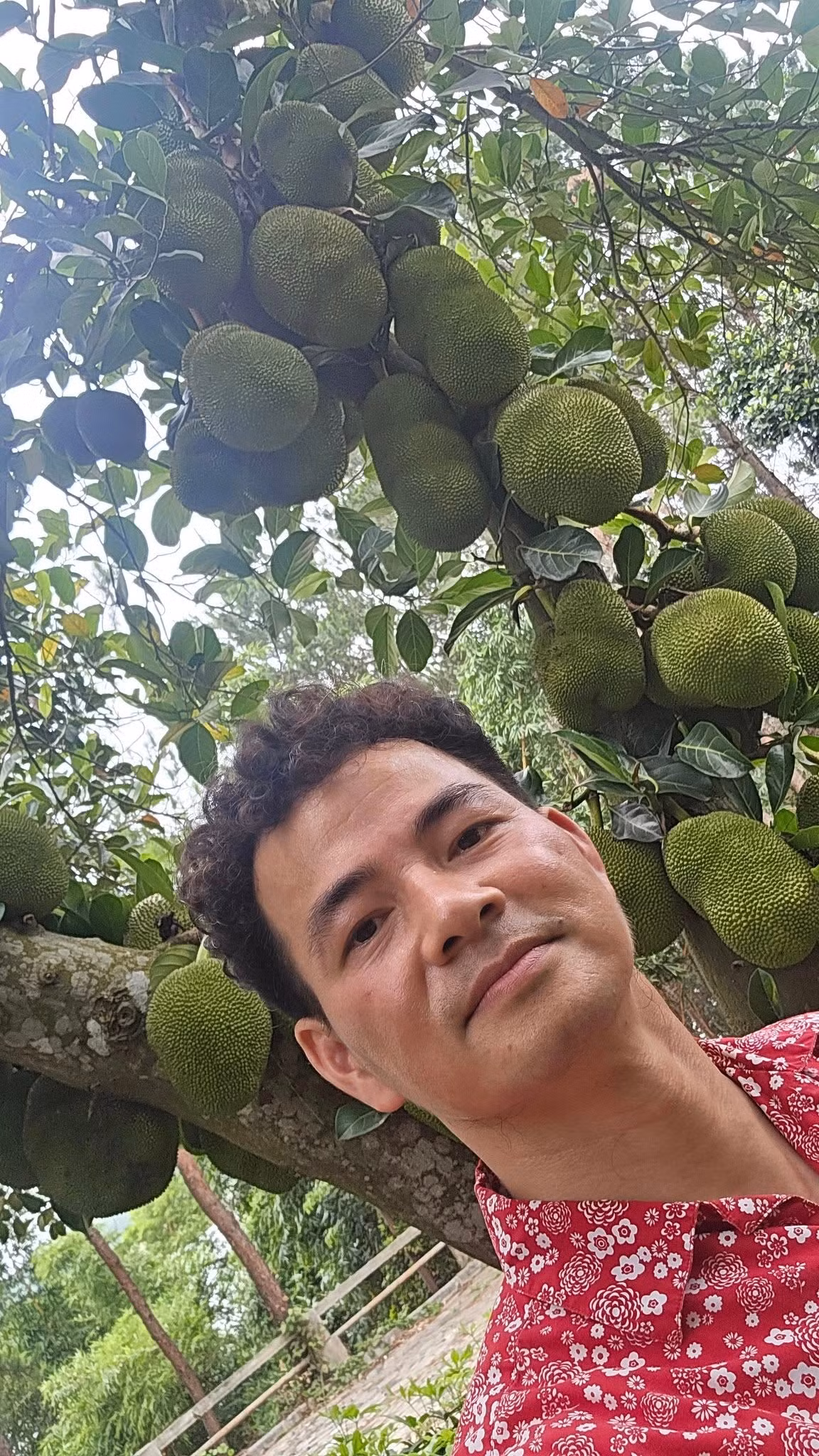 Xuân Bắc khoe cây mít trĩu quả. Ảnh: FB Nguyễn Xuân Bắc