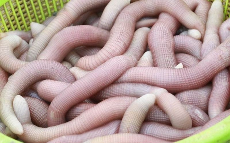 Sá sùng còn có tên gọi khác là sa trùng, thuộc họ Sipuncula (họ sá sùng). Đây là loài hải sản thân mềm, sống trong cát biển. Điểm đặc biệt là da sá sùng rất mềm, mát và có thể thay đổi màu sắc tùy theo môi trường xung quanh.