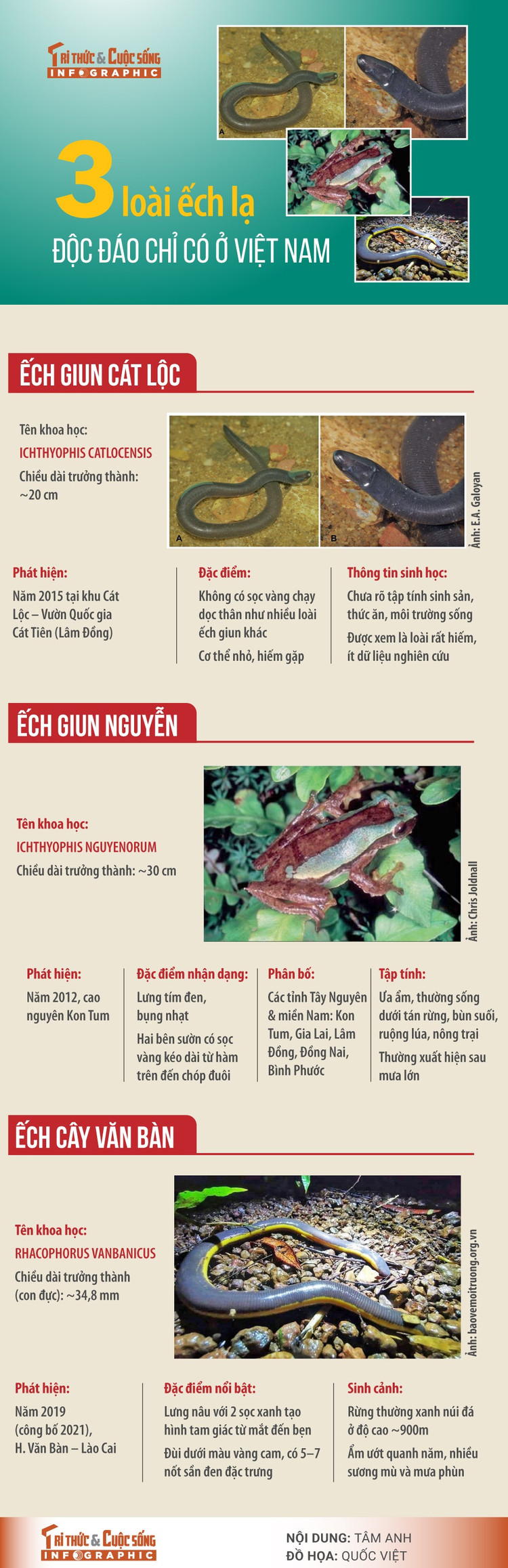 3-loai-ech-la.jpg