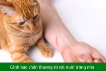 Mèo cào rách kết mạc trẻ 11 tuổi, cảnh báo chấn thương từ vật nuôi trong nhà