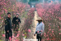 Đào nở sớm, khách thưa thớt, làng Nhật Tân như... mất Tết