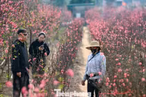 Đào nở sớm, khách thưa thớt, làng Nhật Tân như... mất Tết