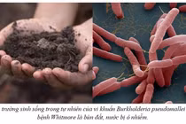 Cảnh báo vi khuẩn ăn thịt người giả dạng gia tăng đột biến sau mưa lũ