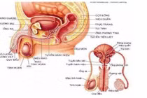 2-5% trẻ trai sinh ra mắc dị tật sinh dục cần can thiệp sớm