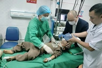 Lần đầu nội soi khí quản gắp dị vật, cứu sống trẻ 5 tuổi trong gang tấc