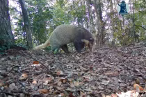 Bẫy ảnh hé lộ thế giới hoang dã bí ẩn tại Nghệ An