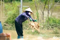 Vịt chết la liệt do nước ngập, lão nông ở Thanh Hóa mất trắng 2 tỷ đồng
