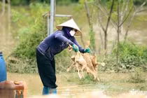 Vịt chết la liệt do nước ngập, lão nông ở Thanh Hóa mất trắng 2 tỷ đồng