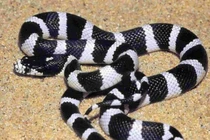 Rắn bò ngang qua nhà, không thấy vết cắn trẻ 21 tháng suy hô hấp, hôn mê