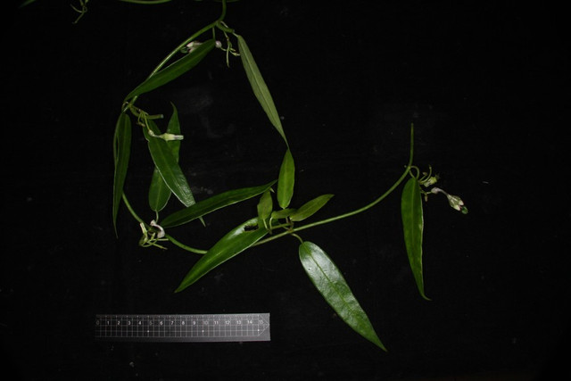 Ceropegia antoanensis là một trong 2 loài thực vật mới được phát hiện. Ảnh: Viện Công nghệ tiên tiến thuccc-1.jpg