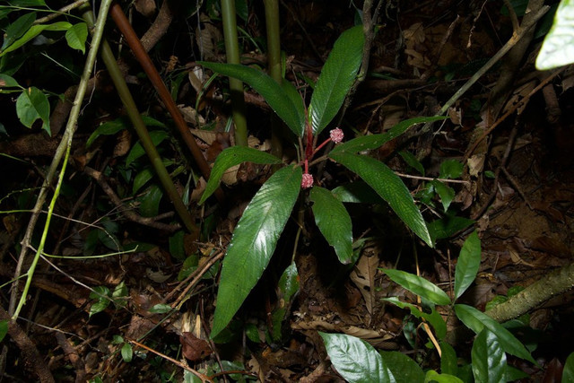 Loài Xanthophytum antoanense được ghi nhận tại Khu Bảo tồn thiên nhiên An Toàn. Ảnh: Viện Công nghệ tiên tiến. thuccc-2.jpg