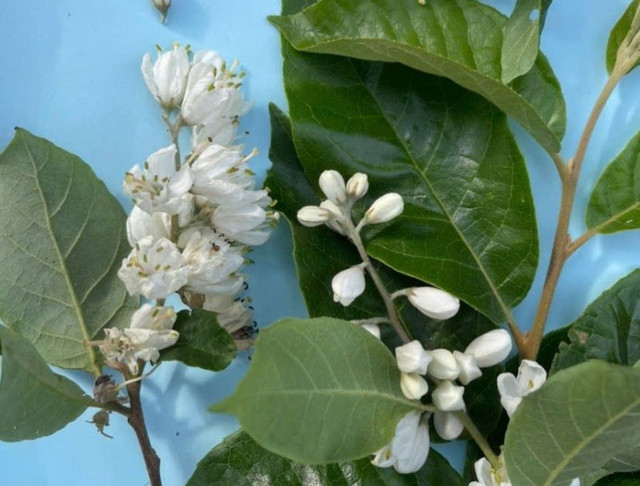 Cây lá dương đỏ quý hiếm. Ảnh: Báo Sơn La. cayyy-1.jpg