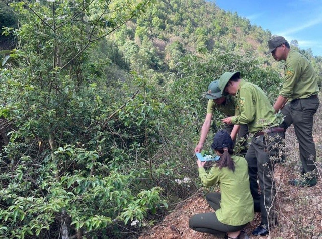 Cây lá dương đỏ quý hiếm được phát hiện ở Sốp Cộp. Ảnh: Báo Sơn La. cayyy-0.jpg