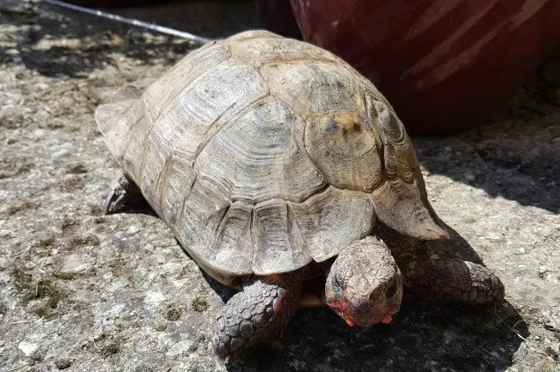 Rùa Joey bị nhầm giới tính hơn 90 năm. rua-1.jpg