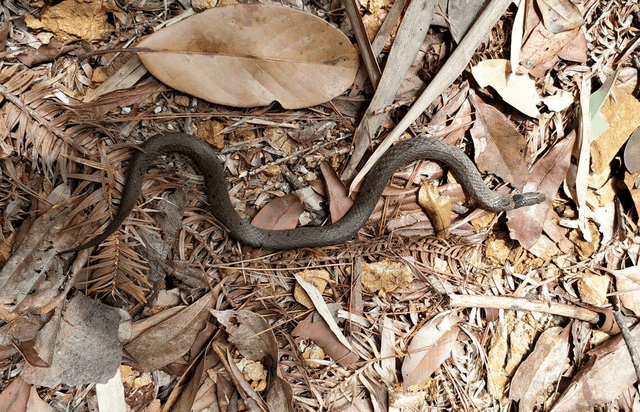 Loài rắn quý hiếm ở Trung Quốc tái xuất sau hơn 100 năm biệt tích. Ảnh: Biodiversity Data Journal 13: e151488. rann-1.png