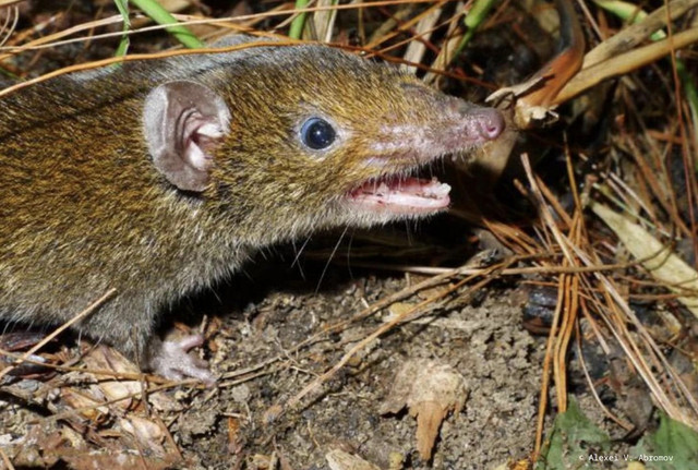 Nhím "ma cà rồng" có răng nanh đặc biệt dài. Ảnh: WWF. nhim-1.png