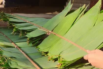 Một loại lá bỏ đi không ai lấy sang nước ngoài thành hàng đắt đỏ