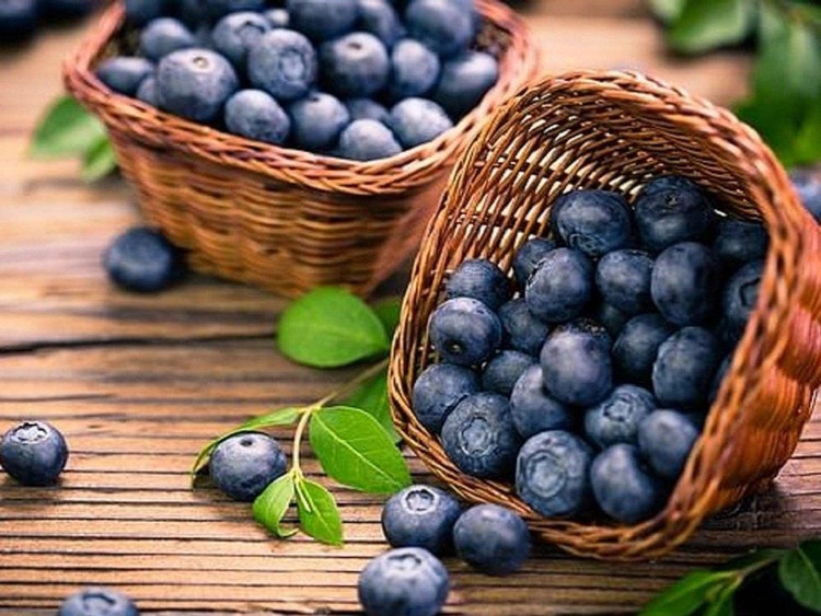 Ăn quả việt quất có thể giúp bạn ngăn ngừa nhiễm trùng tiểu Ăn quả việt quất có thể giúp bạn ngăn ngừa nhiễm trùng tiểu