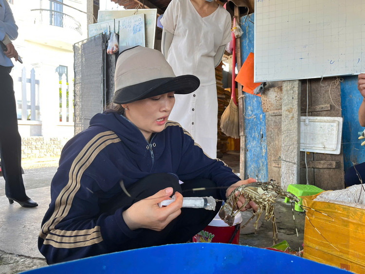 Bà X. bơm tạp chất vào tôm hùm chết/ Ảnh Chi cục QLTT tỉnh Phú Yên Bà X. bơm tạp chất vào tôm hùm chết/ Ảnh Chi cục QLTT tỉnh Phú Yên