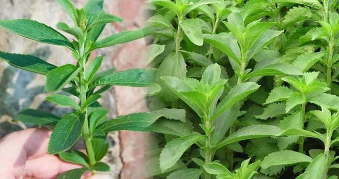 Cỏ ngọt sấy khô mang đến nhiều công dụng cho sức khỏe và làm đẹp.Ảnh minh hoạ/Nguồn Internet Cỏ ngọt sấy khô mang đến nhiều công dụng cho sức khỏe và làm đẹp.Ảnh minh hoạ/Nguồn Internet