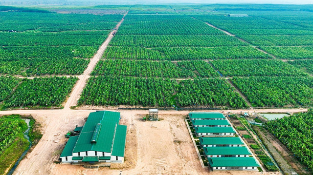Xí nghiệp sản xuất chuối của HAGL Agrico tại Lào 1-xi-nghiep-chuoi-nsa1-tai-klh-hagl-agrico-lao2024080210103420241030121336.jpg