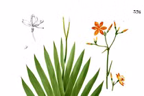 Chữa bệnh bằng rễ cây