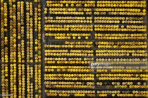 Góc nhìn cực lạ về Tết Việt của phóng viên quốc tế