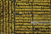 Góc nhìn cực lạ về Tết Việt của phóng viên quốc tế