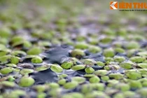 Bèo tấm nhỏ bé nhưng quan trọng thế nào với hệ sinh thái Việt Nam?