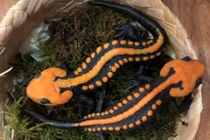 Phát hiện loài động vật mới chấn động nhất Việt Nam 2023