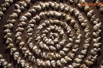 Khám phá mỏ hóa thạch lớn nhất Đông Nam Á ở Lạng Sơn