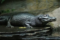 Cận cảnh những “thủy quái” ăn thịt man rợ nhất vùng sông Amazon