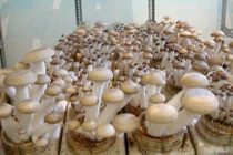 Nấm sạch Việt Nam: Vì đâu đến nỗi