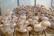 Nấm sạch Việt Nam: Vì đâu đến nỗi