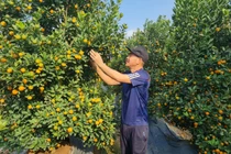 Thủ phủ quất Hà Nội than trời vì ế, chấp nhận hạ giá