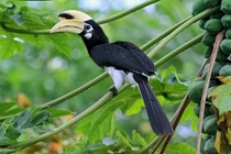 Tận mục loài chim quý trong Sách Đỏ đậu lơ ngơ ở vỉa hè TPHCM