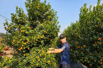 Quất Quảng Bá – nét Tết rất riêng của người Hà Nội